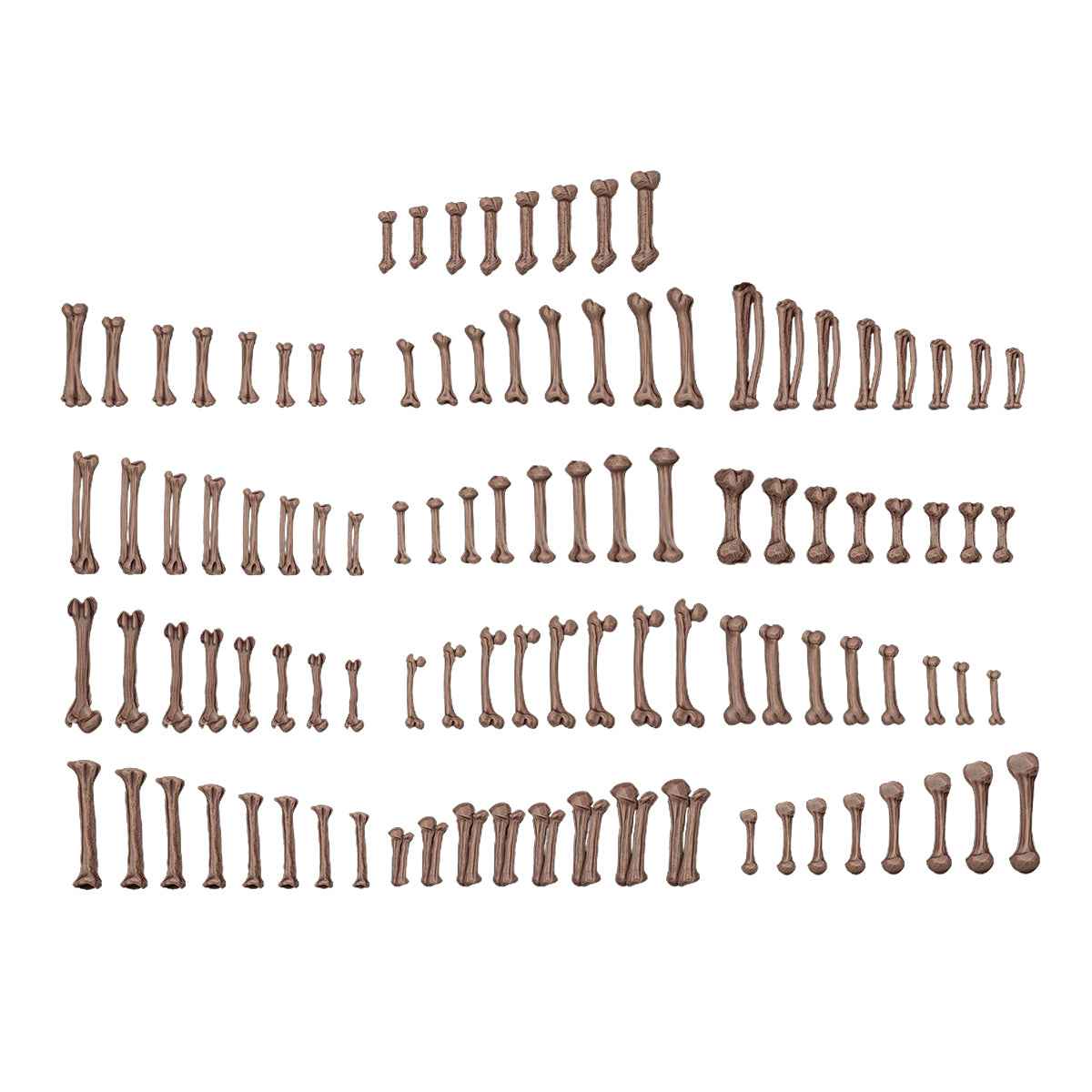 AK Interactive - Basing Bits - Human Bones AKBIT0013