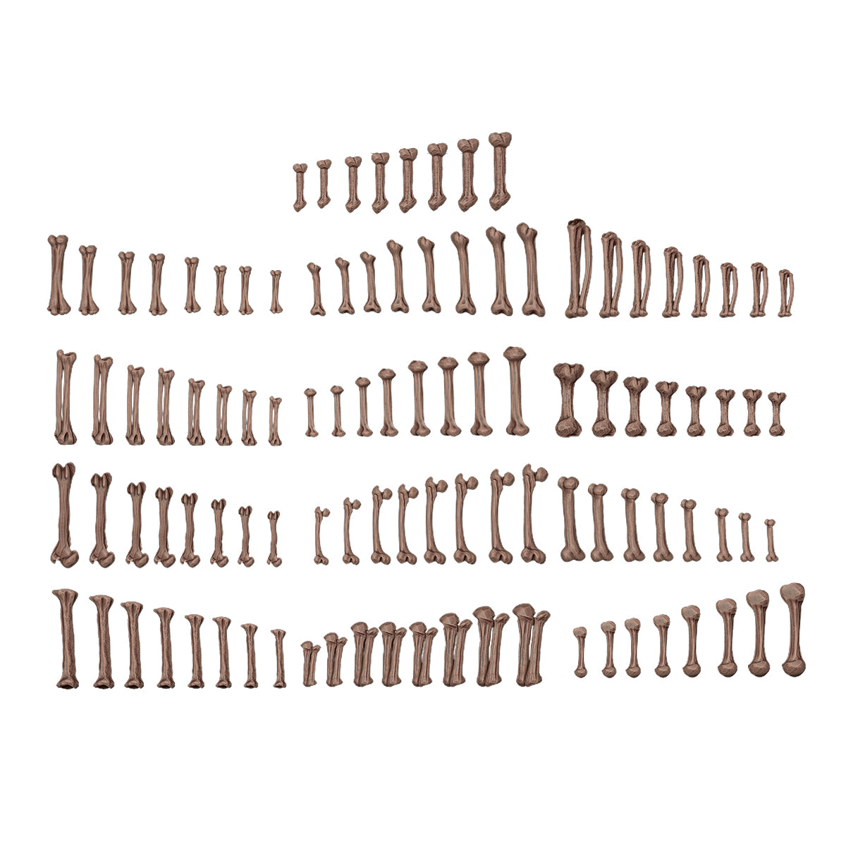 AK Interactive - Basing Bits - Human Bones AKBIT0013